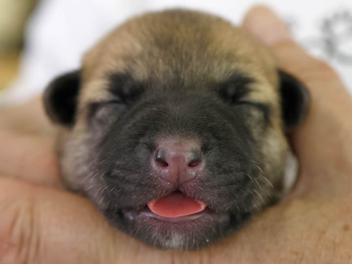 chinook puppy